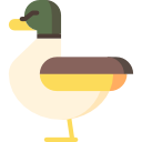 pato