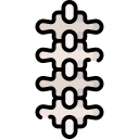 columna vertebral