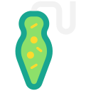 euglena 