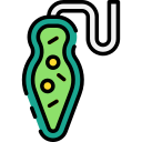 euglena 