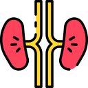 Kidneys 