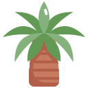 palmera