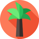 palmera icon