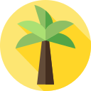 palmera 