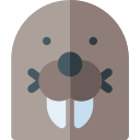 Walrus 