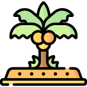 palmera