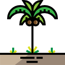 palmera icon