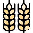 cevada 