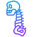 columna vertebral