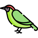 pájaro carpintero icon