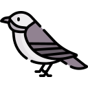 pájaro icon