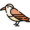 colibrí icon