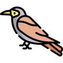 pájaro icon