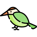 colibrí icon