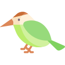 kolibri 