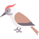 pájaro carpintero icon