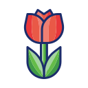 tulipe 