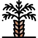 palmera icon