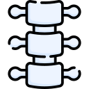 columna vertebral