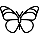 schmetterling 