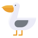 Pelican 