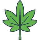 marijuana 
