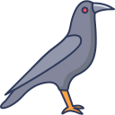 krähe 