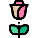 rosa icon