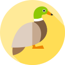 pato mallard icon