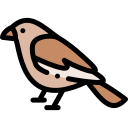 pájaro icon