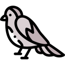 pájaro icon