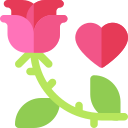 rosa 