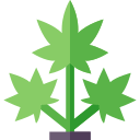 cannabis 