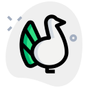 pavo