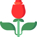 rosa icon