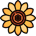 girasol 