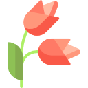 tulipanes 