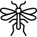 mosquito