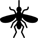 mosquito