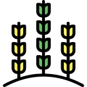 trigo