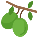 aceituna icon