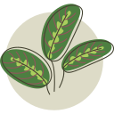 plantar 
