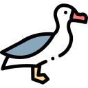 albatros 
