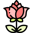 rosa icon