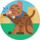 gato icon