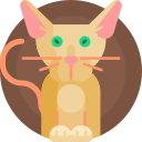 gato oriental icon