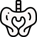 pélvis 