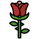 rosa