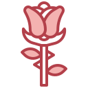 rosa