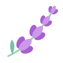 lavanda 